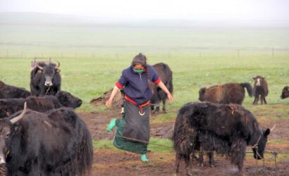 Tibetan nomad tour